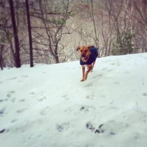 Django discovers snow.